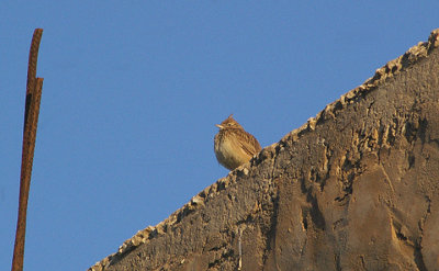 CRESTED LARK . THE MOTEL RIBIS . Nr AGADIR . MOROCCO . 10 / 3 / 2010