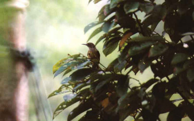Plain-Throated Sunbird . Anthreptes malacensis