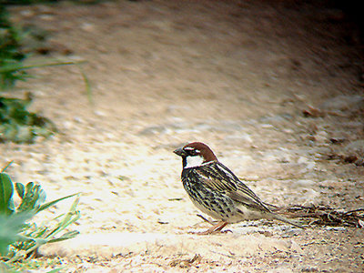 SPANISH SPARROW . OVACIK . TURKEY . 24 / 4 / 2008