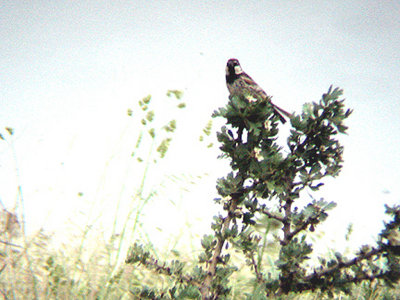 SPANISH SPARROW . THE ROAD TO HALFETE . NEAR BIRECIK . TURKEY. 11 . 5 . 2007 