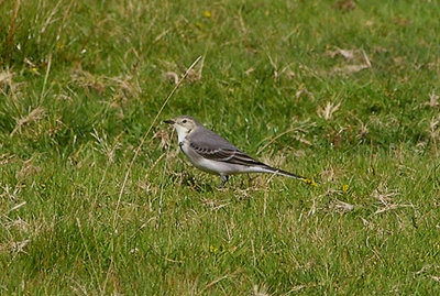 WHITE WAGTAIL . DAVIDSTOW AIRPORT . CORNWALL . 8 . 9 . 2010 