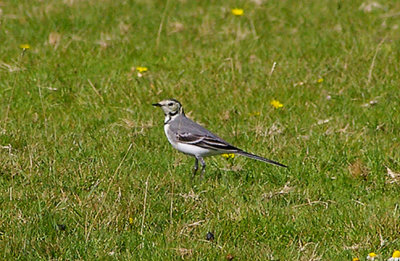 WHITE WAGTAIL . DAVIDSTOW AIRPORT . CORNWALL . 8 . 9 . 2010