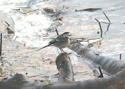 PIED WAGTAIL . THE EXE ESTUARY . TOPSHAM RECREATION GROUND . DEVON . 27 . 11 . 2009