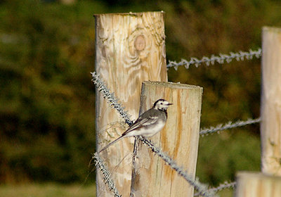 PIED WAGTAIL . TREMLETT`S MARSH . TOPSHAM . DEVON . 22 . 8 . 2010