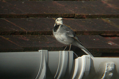 PIED WAGTAIL . TOPSHAM . DEVON .   11 / 11 / 2002