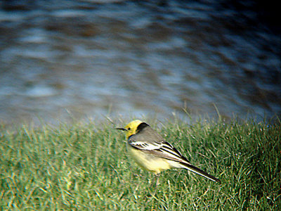 CITRINE WAGTAIL , THE SERPMENTAS LAVA FIELDS , TURKEY , 18 , 5 , 2007