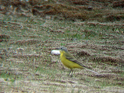 BLUE HEADED WAGTAIL . DUNGENESS . KENT . 3 . 5 . 2009