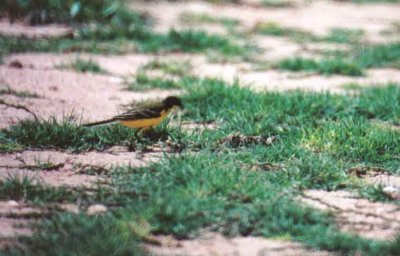 BLACK HEADED WAGTAIL . YOTVATA . ISRAEL . 27 3 2001