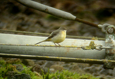 GREY WAGTAIL , KILBURY WATER PLANT , DEVON , 8 , 11 , 2006