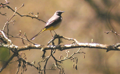 GREY WAGTAIL . STEPS BRIDGE . DEVON . 7 . 5 . 2013