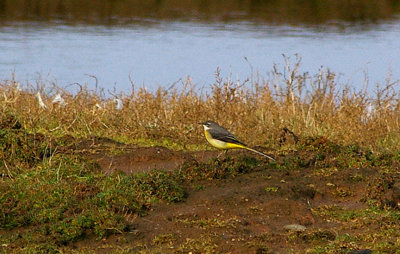GREY WAGTAIL . THE HALE ESTUARY . CORNWALL . 1 . 11 . 2010