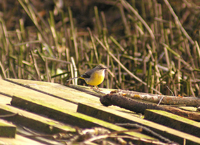 GREY WAGTAIL . THE TOPSHAM RECREATION GROUND . DEVON . 3 . 1 . 2012