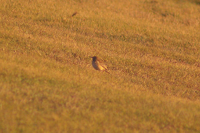 RICHARDS PIPIT . WYKE REGIS . DORSET . 11 . 1 . 2012