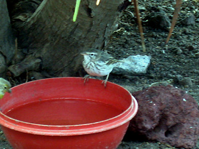  BERTHELOTS PIPIT . DESERTAS ISLANDS . MADIERA  . 28 / 8 / 2002