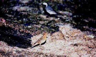 RED THROATED PIPIT . THE SALT POOLS . KM 20 . ISRAEL . 26 / 3 / 2001