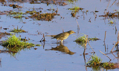 ( Scandinavian ) ROCK PIPIT . EXTON . DEVON . 16 . 1 . 2010