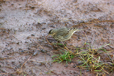 ( Scandinavian ) ROCK PIPIT . EXTON MARSH . DEVON . 1 . 2 . 2010