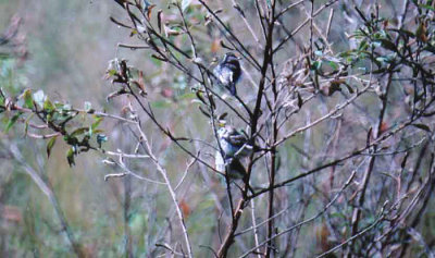 DOUBLE BARRED FINCH . BUNDABERG SWAMP . QUEENSLAND . AUSTRALIA . 3 . 6 . 2000