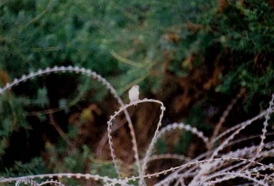 INDIAN SILVERBILL . THE DATE PALMS . EILAT . ISRAEL . 31 / 3 / 2001