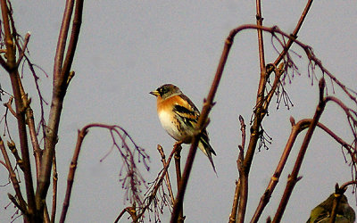 BRAMBLING , DARTS FARM , TOPSHAM , DEVON , 8 , 11 , 2012