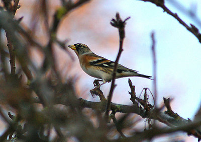 BRAMBLING . THE TOPSHAM RECREATION GROUND . DEVON . 8 . 12 . 2010