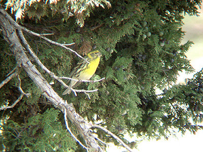  EUROPEAN SERIN . THE GUGU BELI PASS . TURKEY. 20 . 4 . 2008