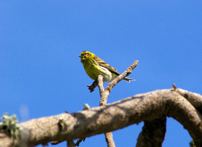  EUROPEAN SERIN . THE OUED MASSA RESERVE . MOROCCO . 9 / 3 / 2010
