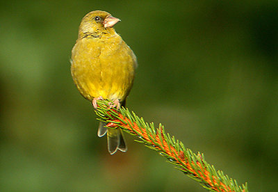  GREENFINCH . TOPSHAM .  DEVON .   3 / 10 / 2002