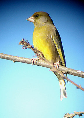  GREENFINCH . THE RECREATION GROUND . TOPSHAM . DEVON . 11 . 2 . 2008