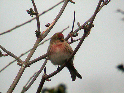 LESSER REDPOLL . TOPSHAM RECREATION GROUND . TOPSHAM . DEVON . 1 . 3 . 2004 