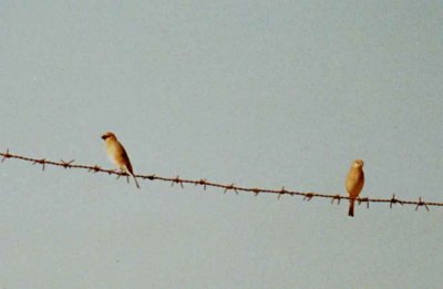 Desert Finch . Rhodopechys obsoleta