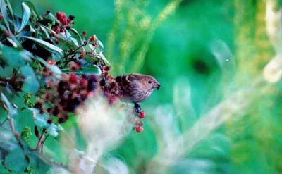  COMMON ROSEFINCH . NOWHERE . ST MARYS . SCILLY ISLES . 10 / 10 / 2000