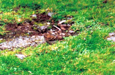 COMMON ROSEFINCH . LUNDY ISLAND . DEVON . 10 / 10 / 2001