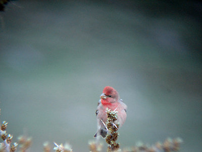 COMMON ROSEFINCH . STEPHANTSMINDA AREA . GEORGIA . 17 . 5 . 2007