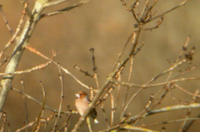 HAWFINCH , Nr IDE , DEVON , ENGLAND . 5 , 12 , 2005