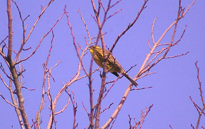YELLOWHAMMER . SPLATFORD . DEVON . ENGLAND . 8 . 3 . 2012