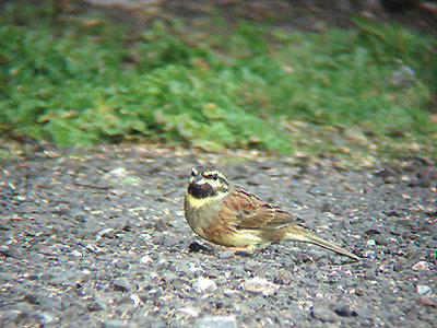 CIRL BUNTING . BROADSANDS . DEVON . 6 . 2 . 2008