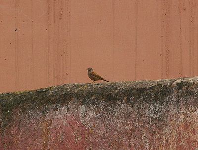  HOUSE BUNTING . THE OUED MASSA VILLAGE . MOROCCO . 9 / 3 / 2010