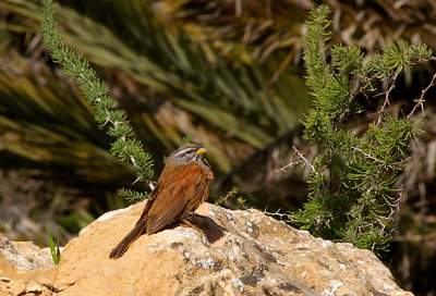 HOUSE BUNTING . THE OUED MASSA RESERVE . MOROCCO . 9 / 3 / 2010