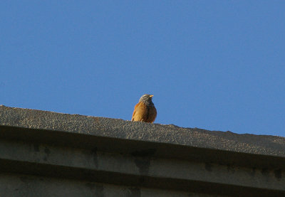 HOUSE BUNTING . THE MOTEL RIBIS . Nr AGADIR . MOROCCO . 10 / 3 / 2010