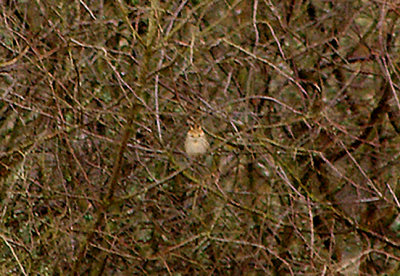 LITTLE BUNTING . POLBATHIC . CORNWALL . 24 . 2 . 2010 