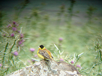 BLACK HEADED BUNTING . Nr NUSAZBIN . TURKEY . 12 . 5 . 2007