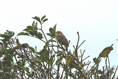 CORN BUNTING . BEER HEAD . DEVON . 29 . 9 . 2010