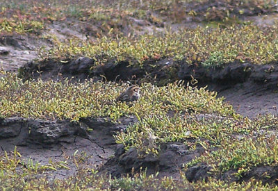 LAPLAND BUNTING . THE SKIRN . NORTHAM BURROWS . DEVON . 18 . 9 . 2010