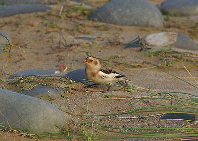 SNOW BUNTING , NORTHAM BURROWS , DEVON , 8 , 10 , 2010