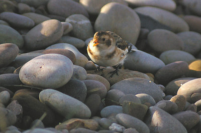 SNOW BUNTING . BUDLEIGH SALTERTON . DEVON . 17 . 11 . 2011