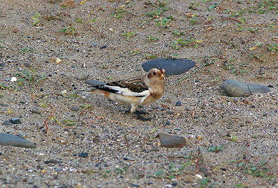 SNOW BUNTING . NORTHAM BURROWS . DEVON . 8 . 10 . 2010