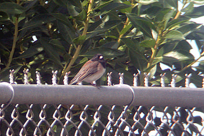  DARK EYED JUNCO , FORT ROSECRANS CEMETERY , SAN DIEGO , CALIFORNIA , USA . 17 , 11 , 2004