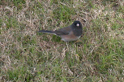 Dark-Eyed Junco ( Oregon Race ) . Junco oreganus