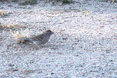 CHIPPING SPARROW , THE HURKEY CREEK CAMPGROUND , CALIFORNIA , USA . 14 , 11 , 2004